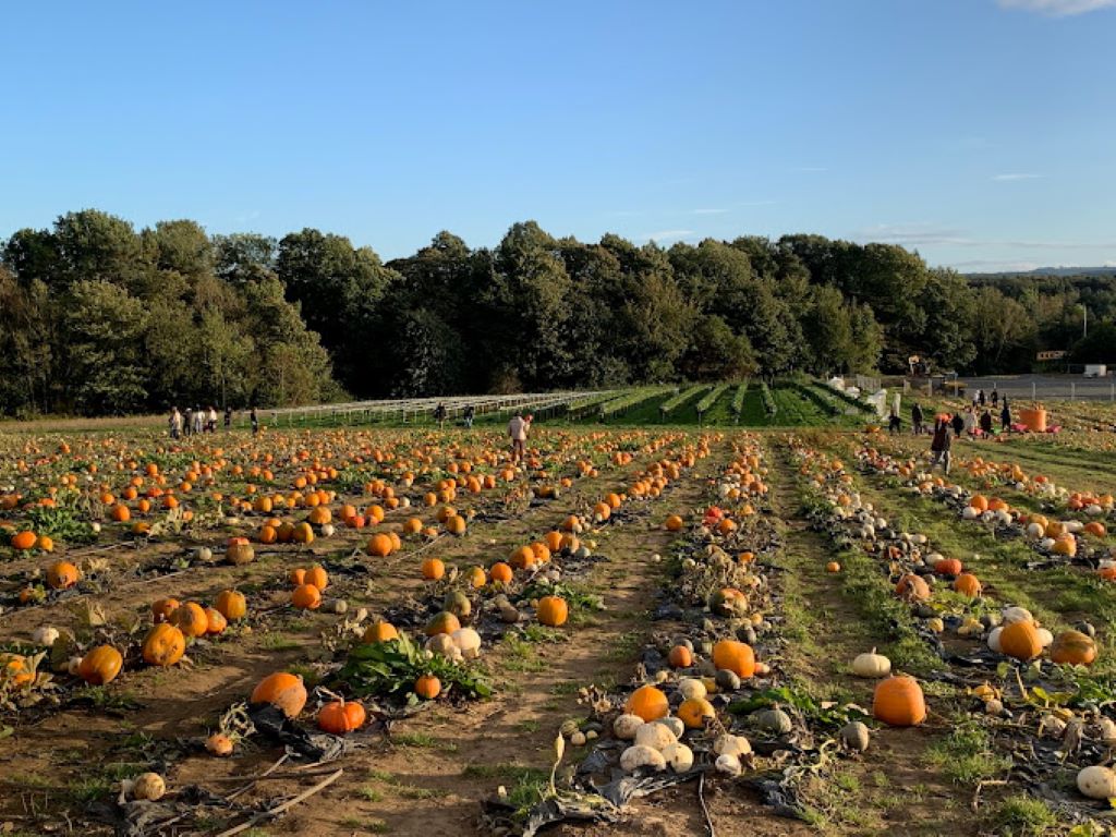 Pumpkin Patch