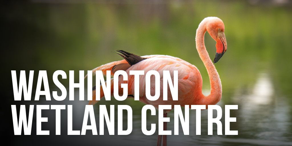 An image of a flamingo