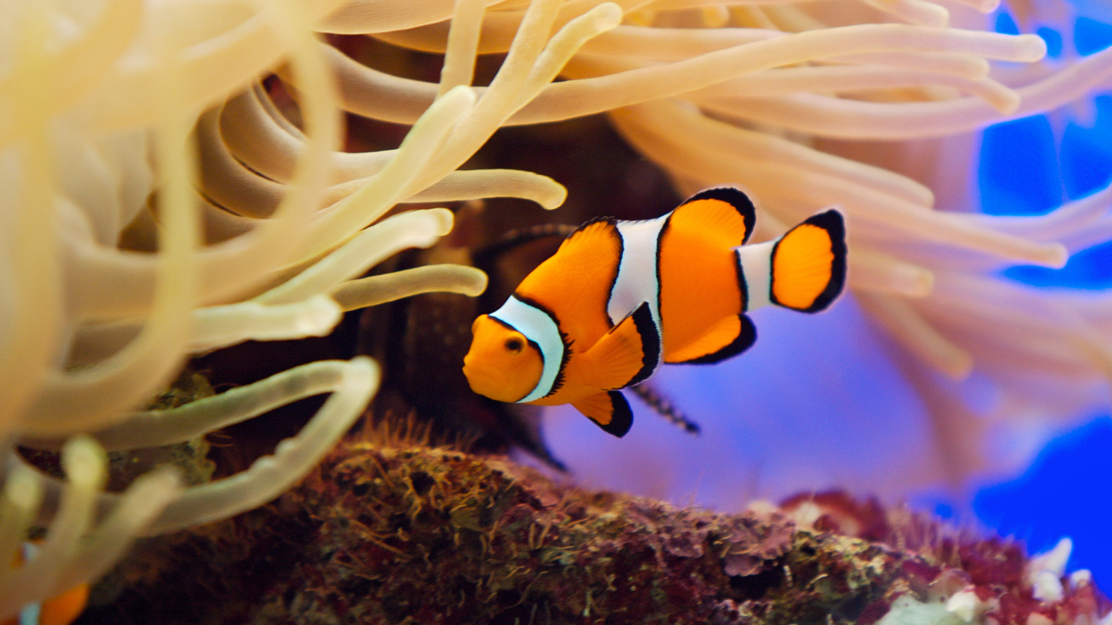 aquarium